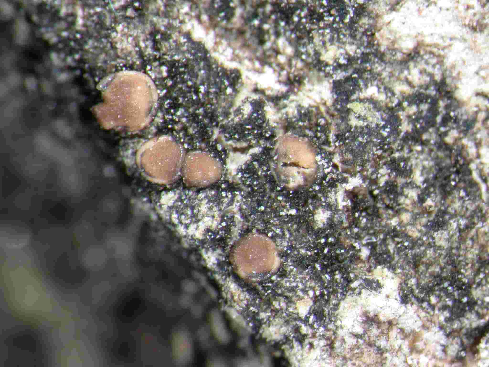 [Bacidina arnoldiana]